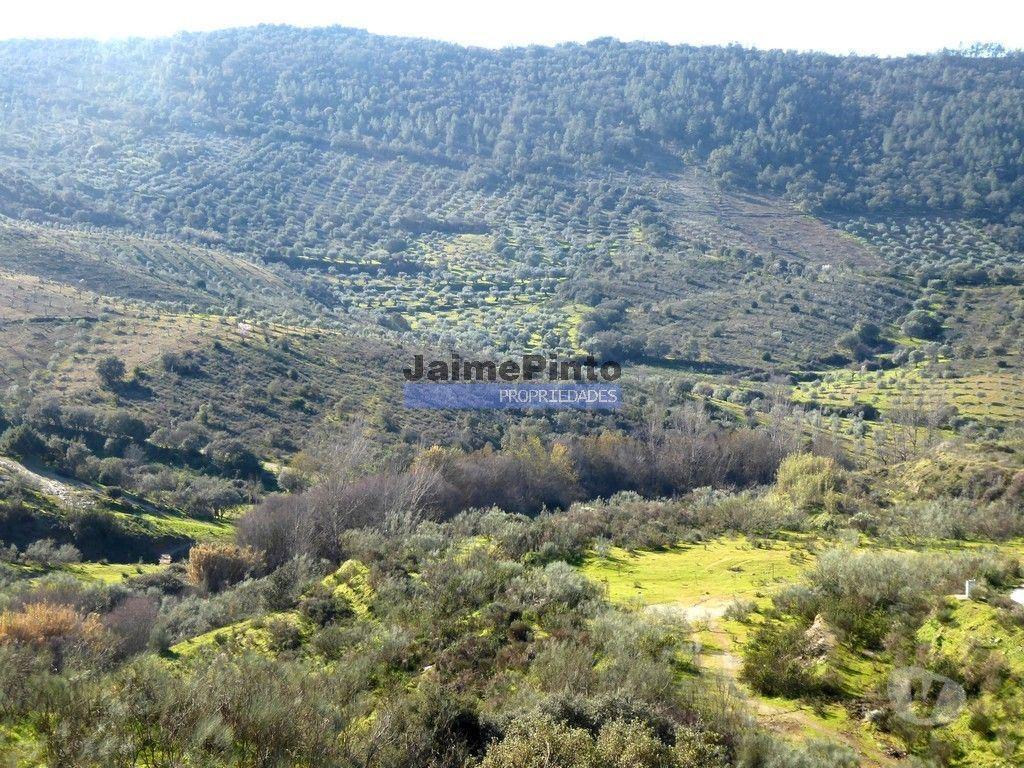 Terrenos Alfândega da Fé - Fotos para 90ha com Olival, Cortiça, Floresta e Caça. Portugal, Alfândega