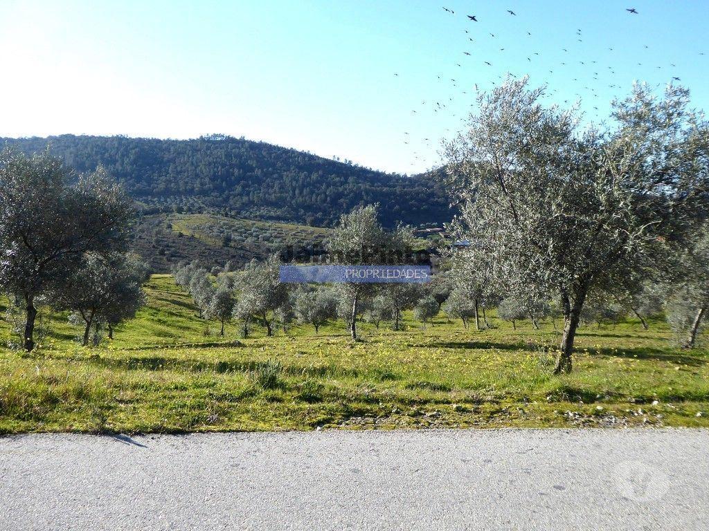 Terrenos Alfândega da Fé - Fotos para 90ha com Olival, Cortiça, Floresta e Caça. Portugal, Alfândega