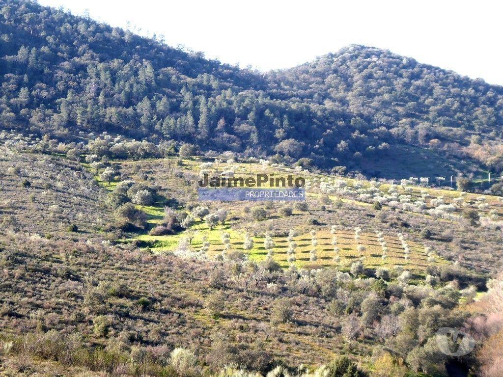 Terrenos Alfândega da Fé - Fotos para 90ha com Olival, Cortiça, Floresta e Caça. Portugal, Alfândega