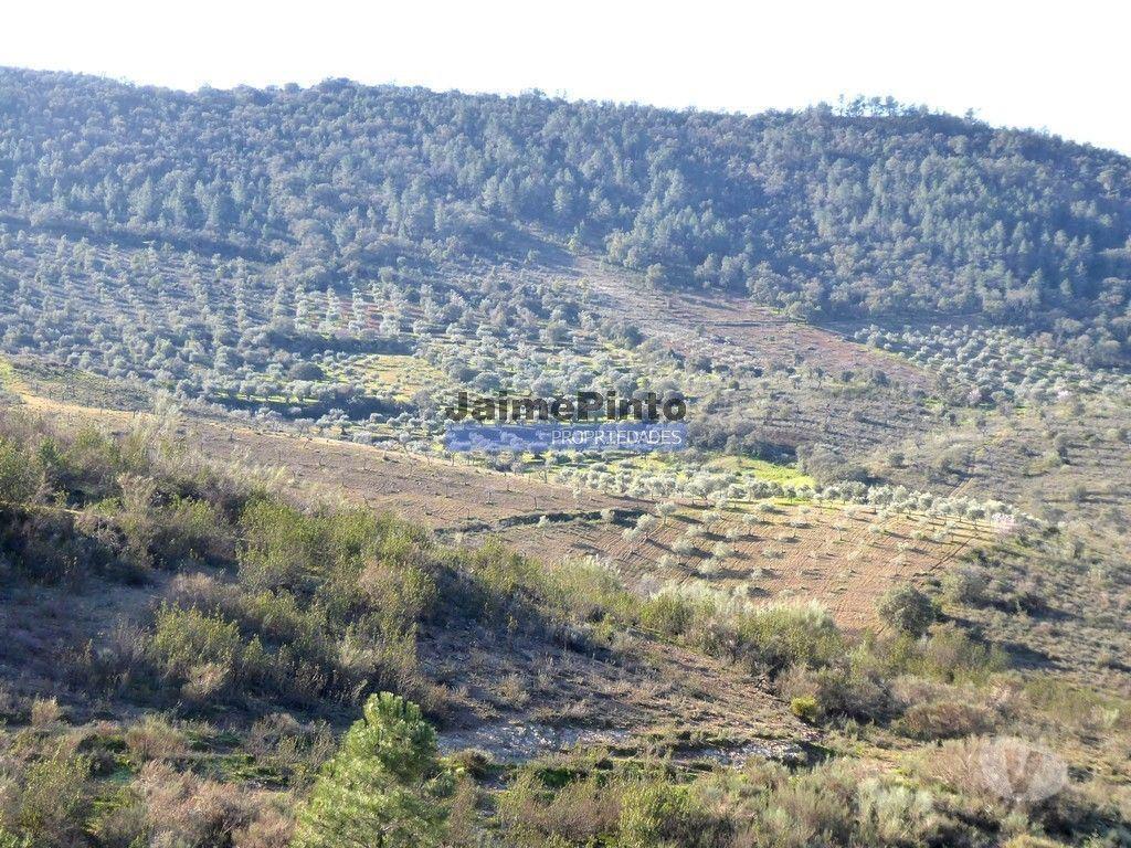 Terrenos Alfândega da Fé - Fotos para 90ha com Olival, Cortiça, Floresta e Caça. Portugal, Alfândega