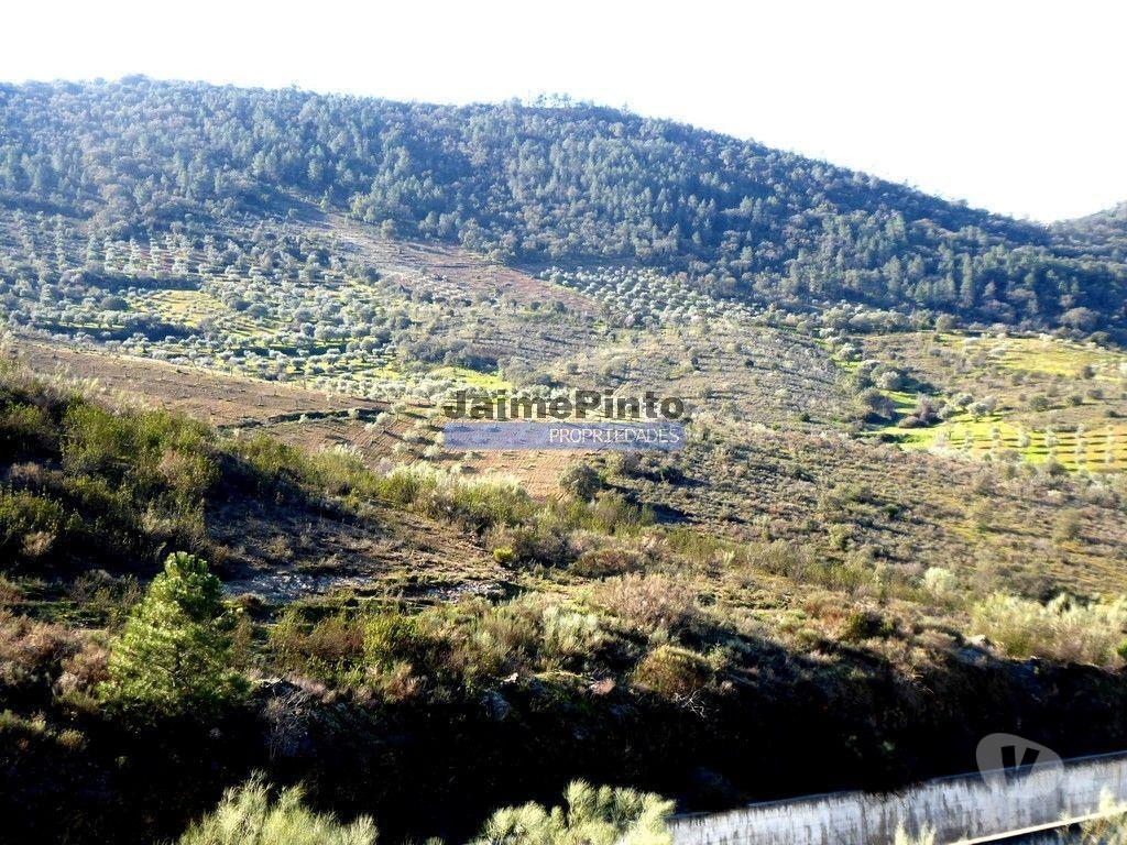 Terrenos Alfândega da Fé - Fotos para 90ha com Olival, Cortiça, Floresta e Caça. Portugal, Alfândega