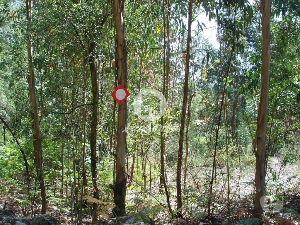 Terrenos Barcelos - Fotos para Barcelos-Terreno para construção (265-T-01147)