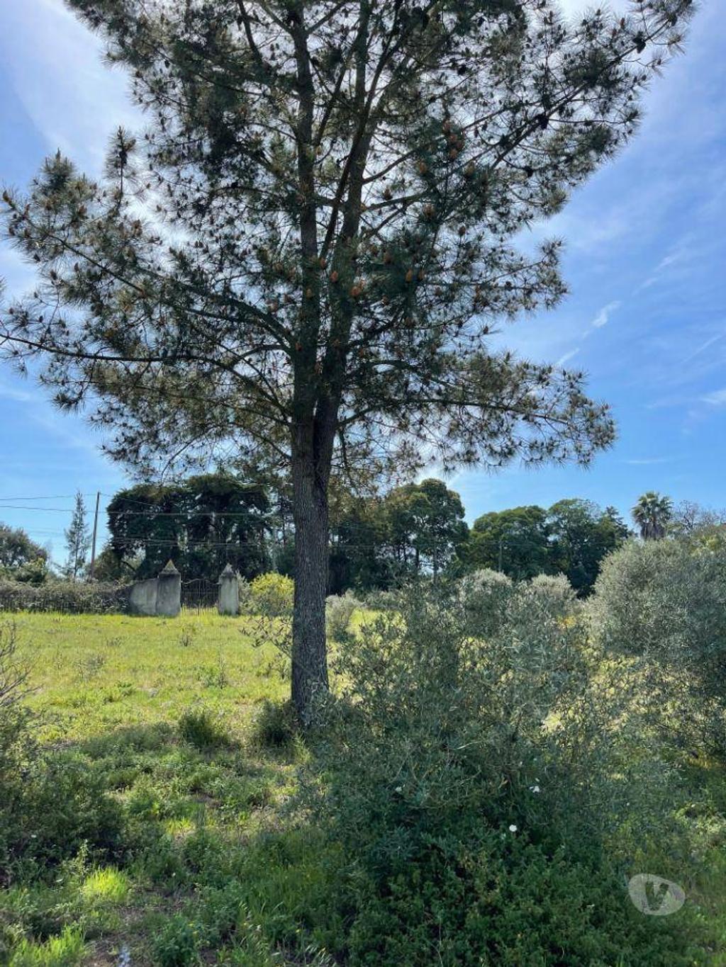 Terrenos Setúbal - Fotos para Terreno com Projeto de Construção de uma moradia térrea com uma