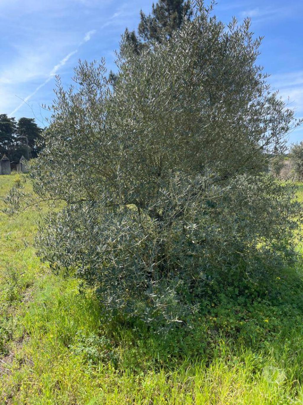 Terrenos Setúbal - Fotos para Terreno com Projeto de Construção de uma moradia térrea com uma