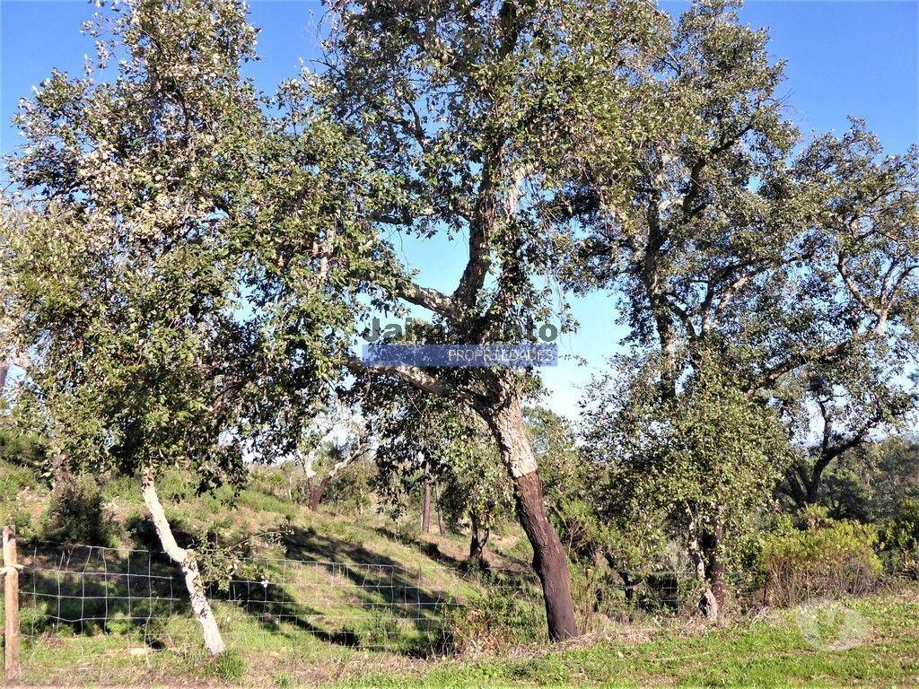 Terrenos Almodôvar - Fotos para 170HA com cortiça e casa na Serra do Caldeirão. Portugal.