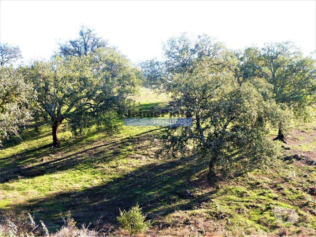 Terrenos Almodôvar - Fotos para 170HA com cortiça e casa na Serra do Caldeirão. Portugal.
