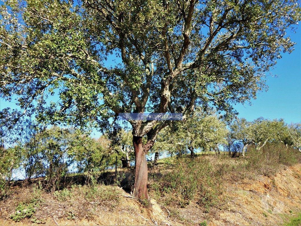 Terrenos Almodôvar - Fotos para 170HA com cortiça e casa na Serra do Caldeirão. Portugal.