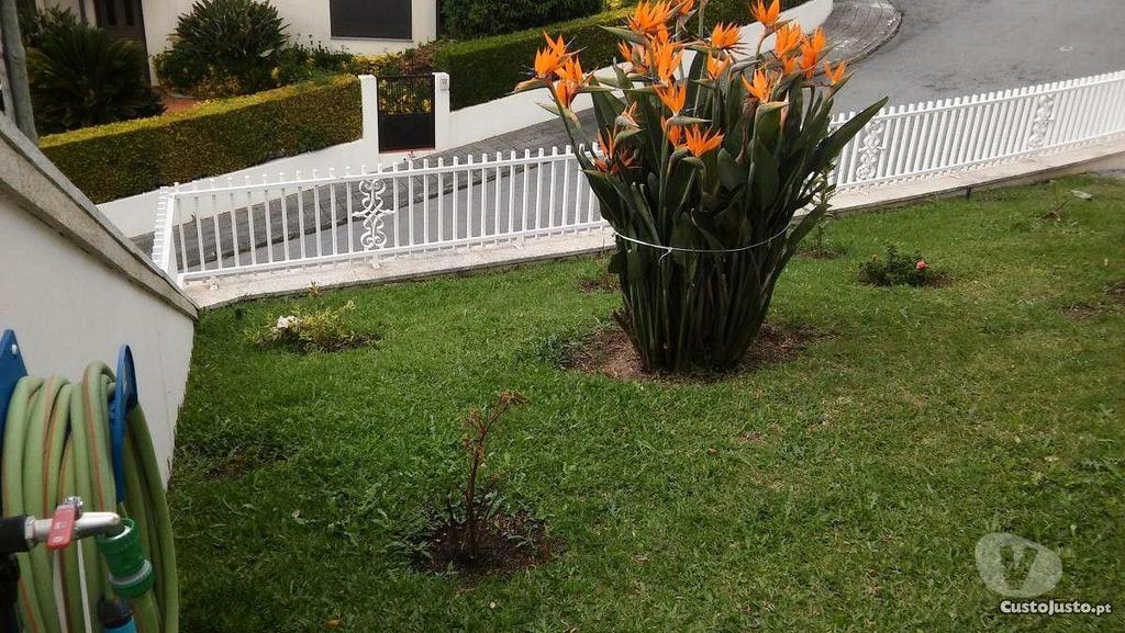 Apartamentos a venda Paredes - Fotos para Excelente moradia com garagem e jardim em Paredes- Rebordosa