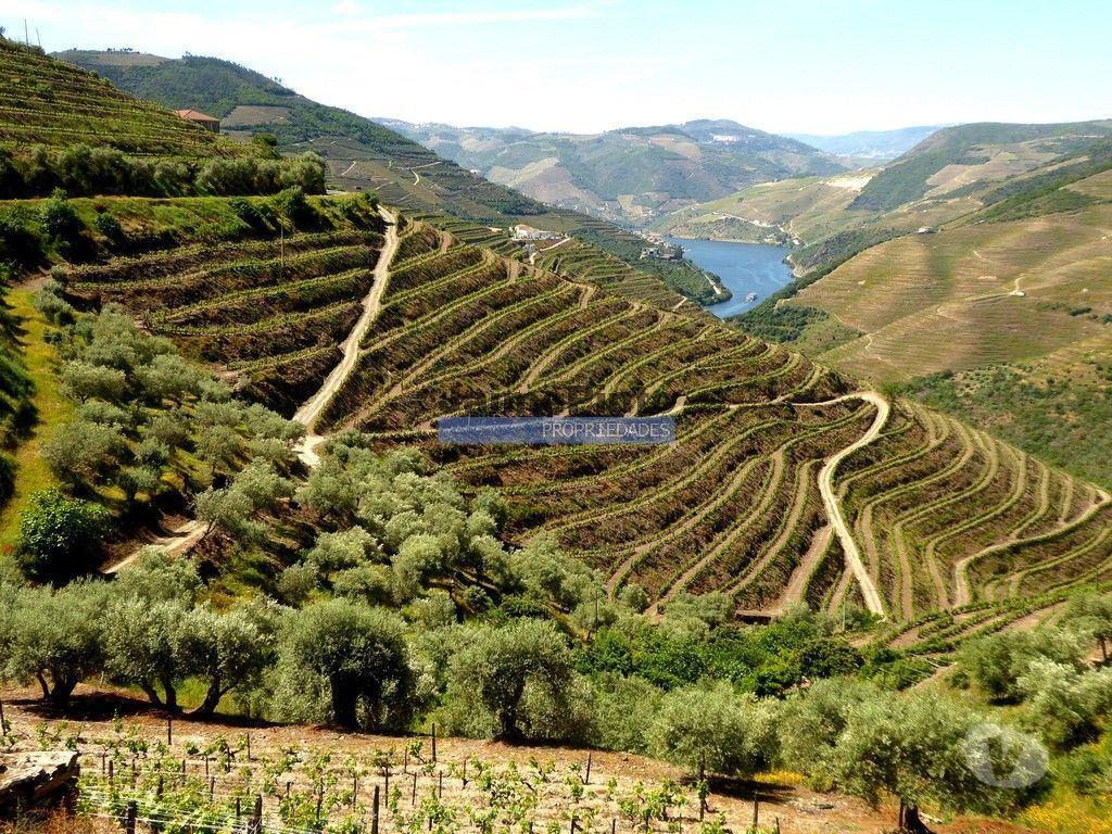 Terrenos Sabrosa - Fotos para Ruína para restaurar em terreno de 3.500m2 com oliveiras.