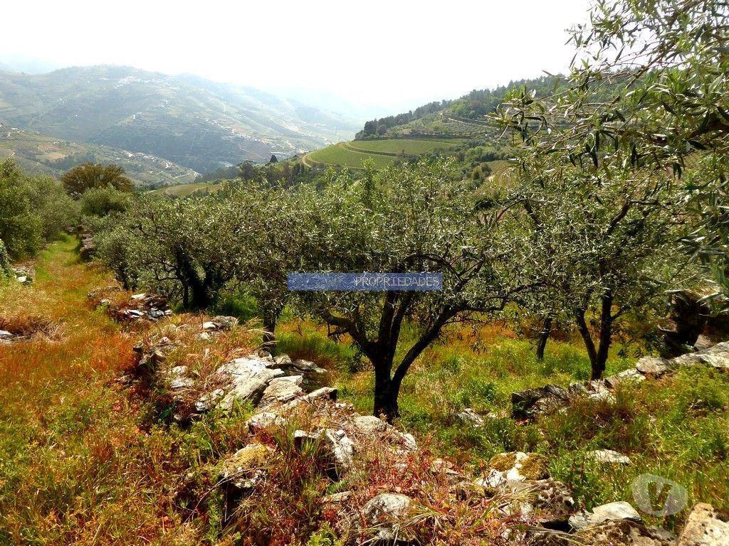 Terrenos Sabrosa - Fotos para Ruína para restaurar em terreno de 3.500m2 com oliveiras.