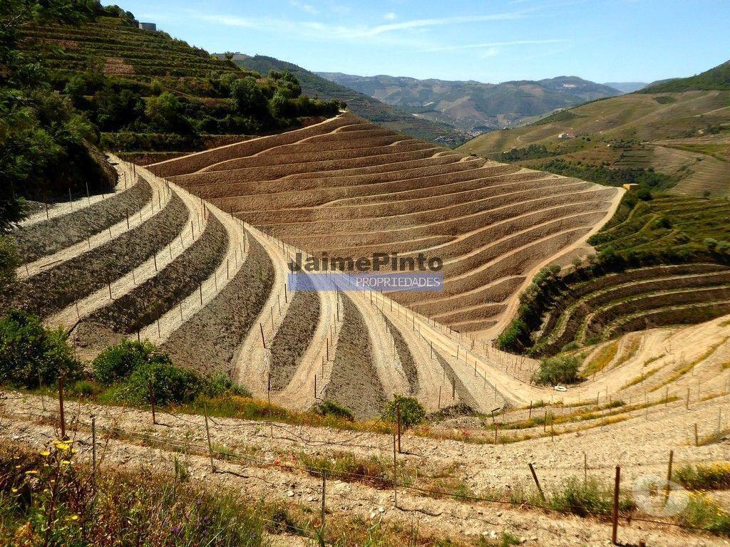 Terrenos Sabrosa - Fotos para Ruína para restaurar em terreno de 3.500m2 com oliveiras.