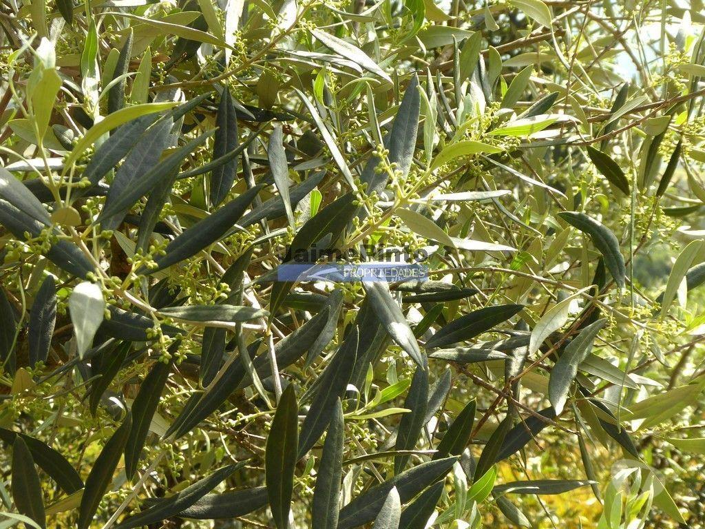 Terrenos Sabrosa - Fotos para Ruína para restaurar em terreno de 3.500m2 com oliveiras.