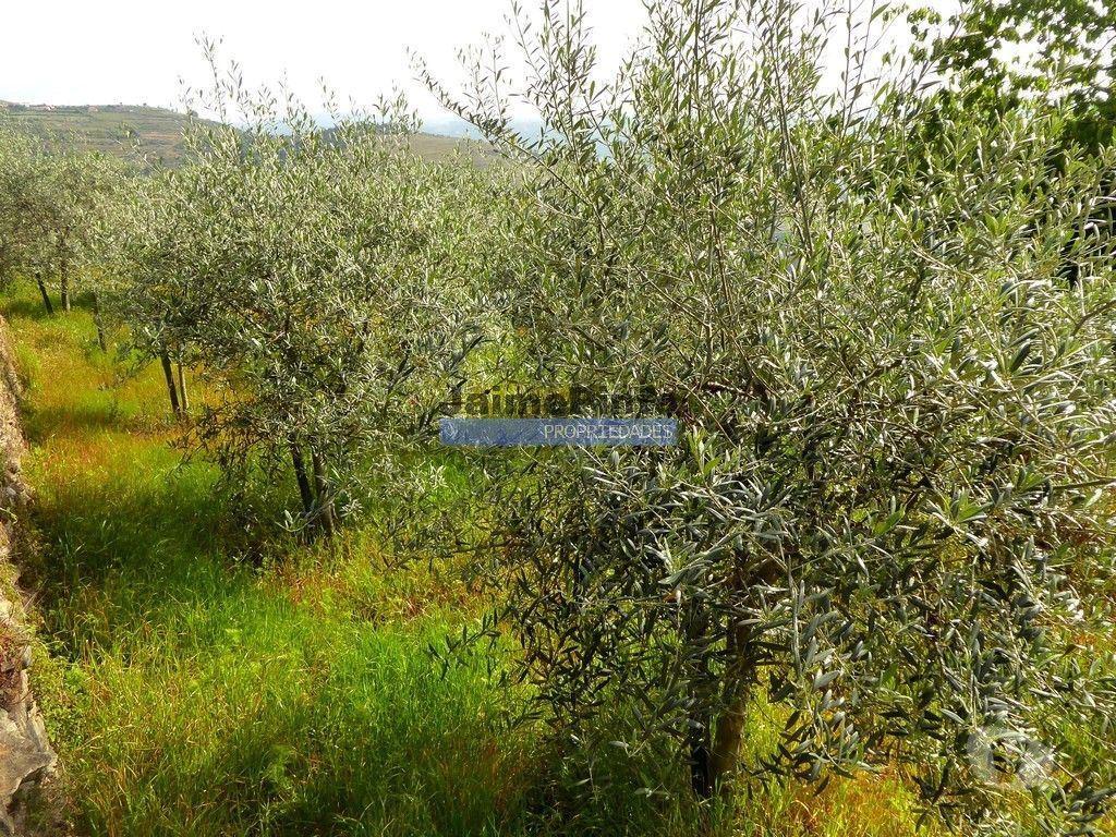 Terrenos Sabrosa - Fotos para Ruína para restaurar em terreno de 3.500m2 com oliveiras.