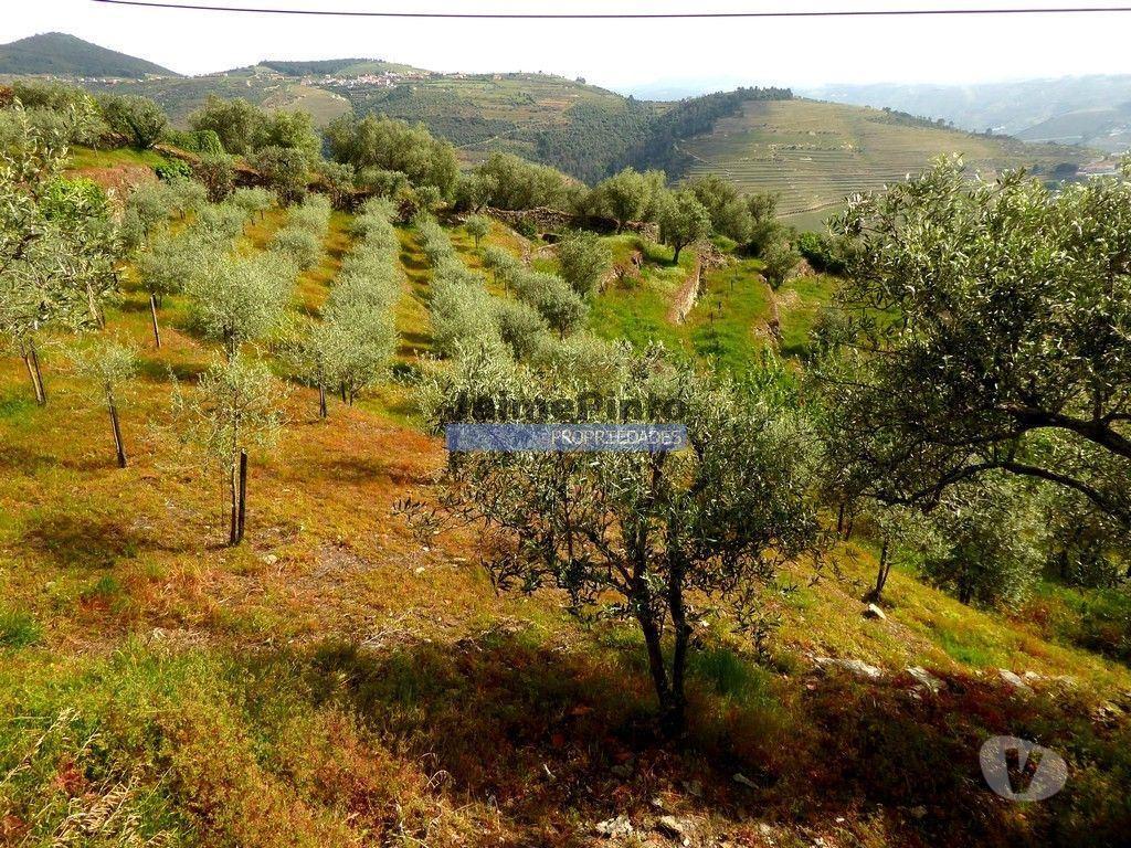 Terrenos Sabrosa - Fotos para Ruína para restaurar em terreno de 3.500m2 com oliveiras.