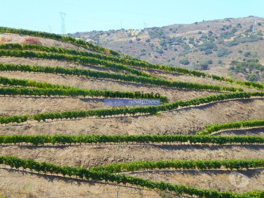 Terrenos Vila Nova de Foz Côa - Fotos para Propriedade 100HA, junto rio DOURO, VINHA, Adega. Portugal,