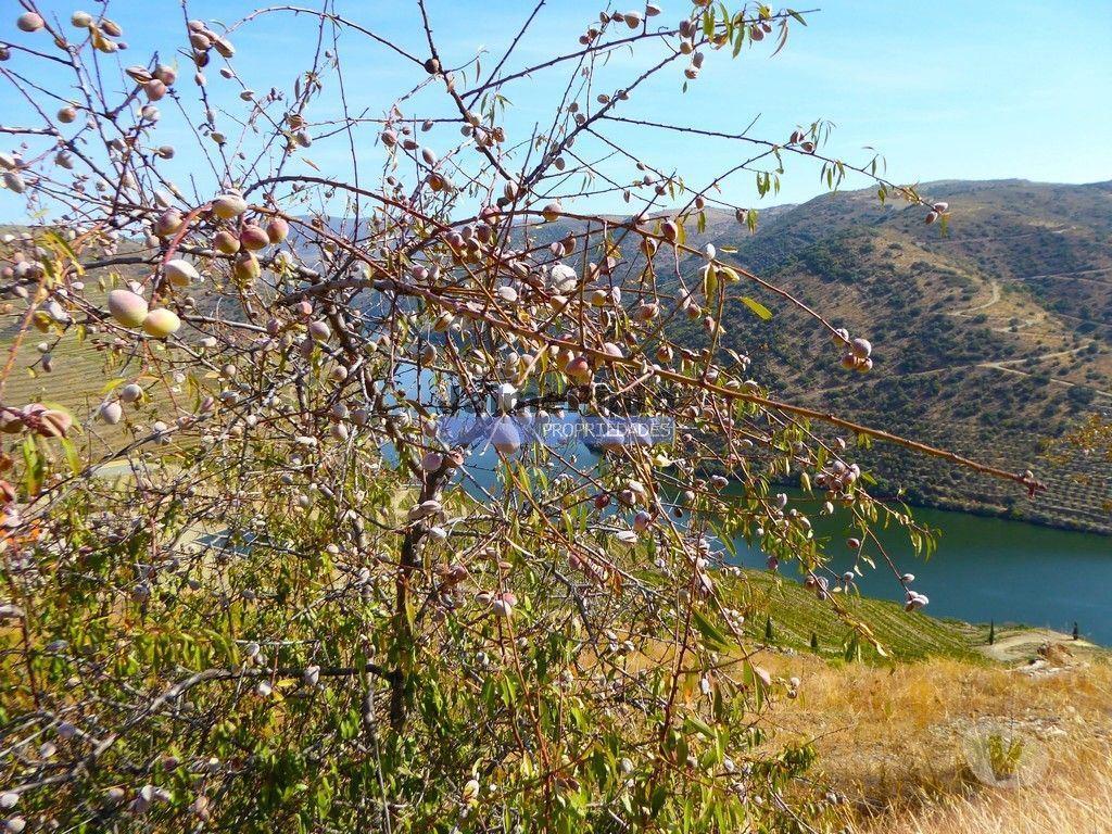 Terrenos Vila Nova de Foz Côa - Fotos para Propriedade 100HA, junto rio DOURO, VINHA, Adega. Portugal,