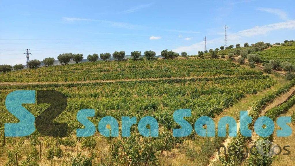 Terrenos Peso da Régua - Fotos para Quinta C Produção vinho vistas sobre Douro-Peso da Régua (SS0515)