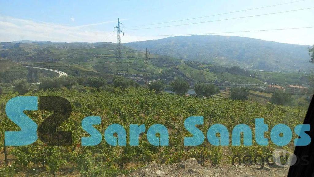 Terrenos Peso da Régua - Fotos para Quinta C Produção vinho vistas sobre Douro-Peso da Régua (SS0515)