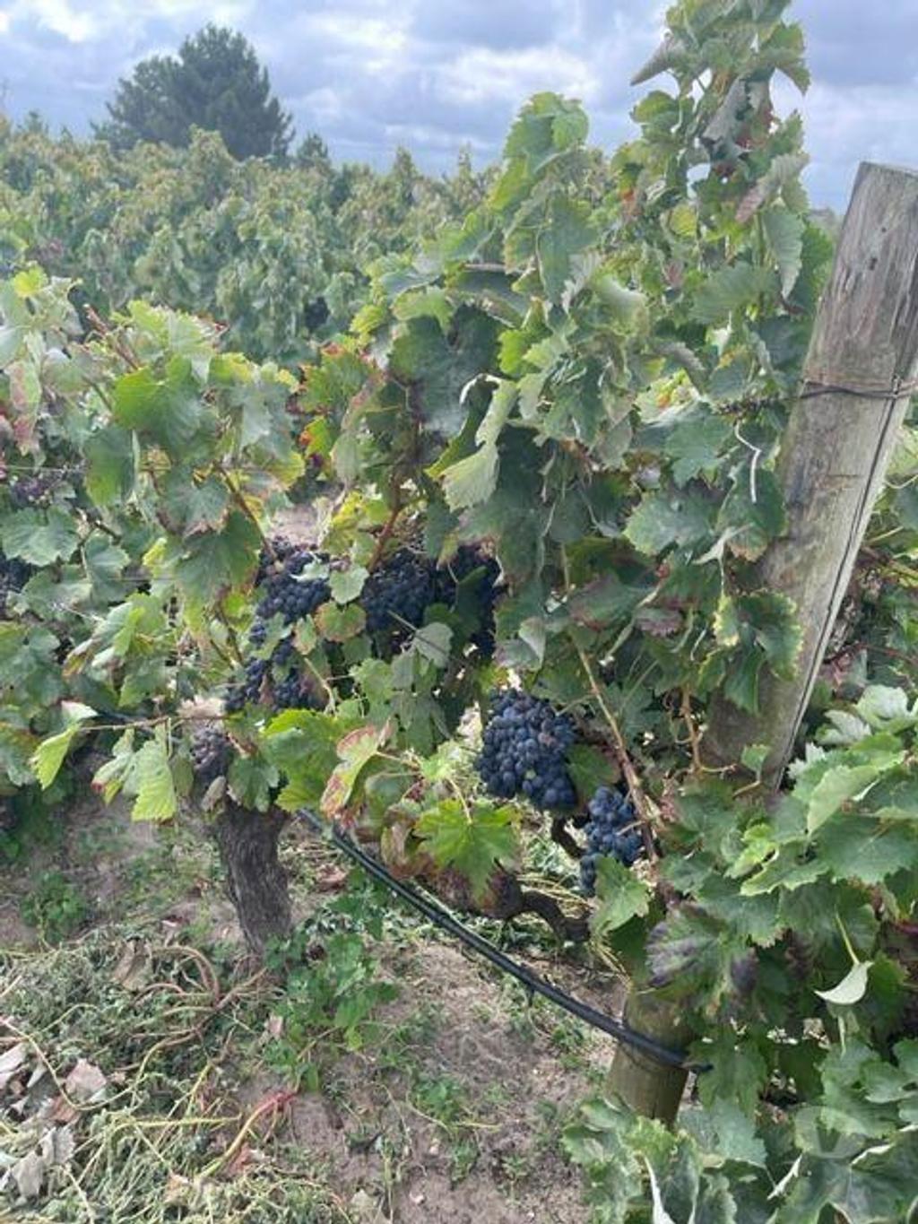 Terrenos Palmela - Fotos para Quinta com Vinhas e Moradia em Agualva de Cima Palmela (248)