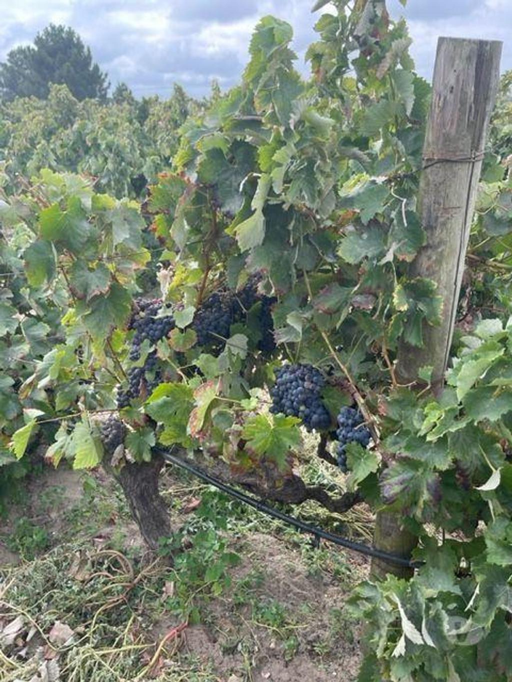 Terrenos Palmela - Fotos para Quinta com Vinhas e Moradia em Agualva de Cima Palmela (248)