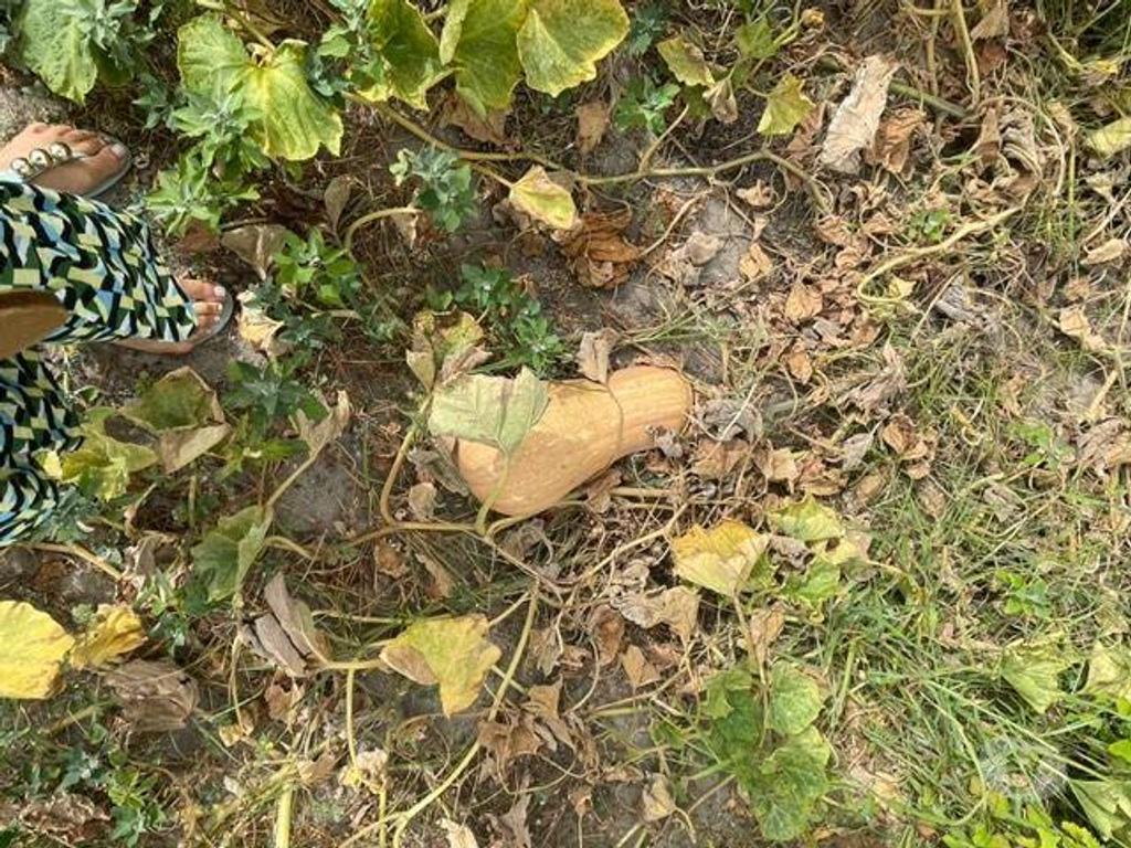Terrenos Palmela - Fotos para Quinta com Vinhas e Moradia em Agualva de Cima Palmela (248)