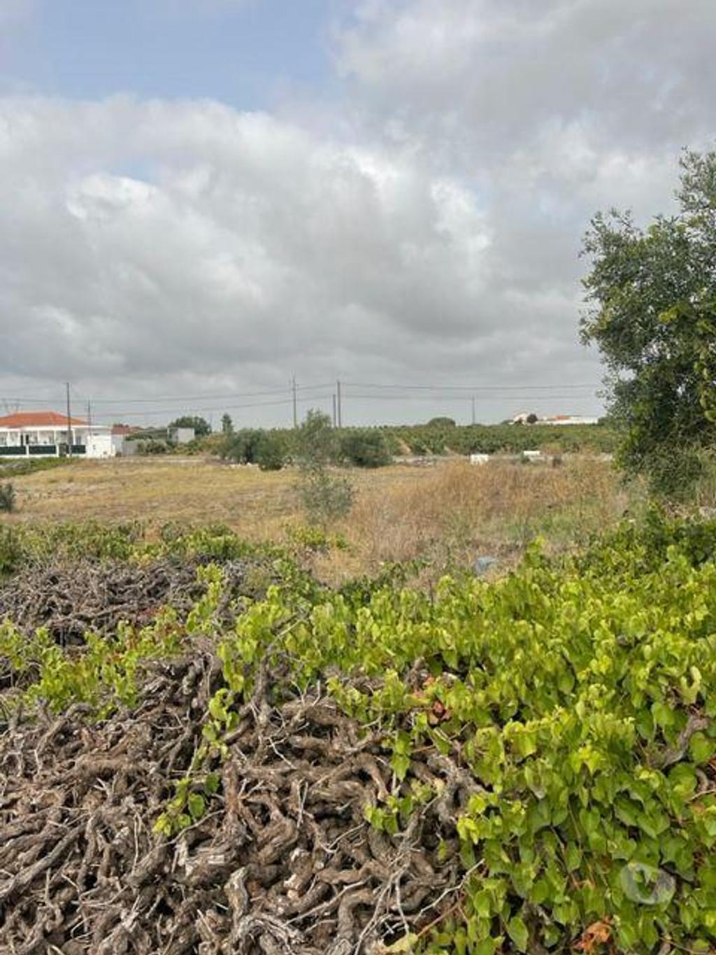 Terrenos Palmela - Fotos para Quinta com Vinhas e Moradia em Agualva de Cima Palmela (248)