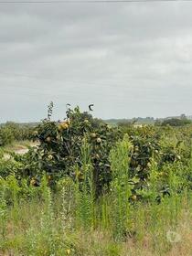 Quinta com Vinhas e Moradia em Agualva de Cima Palmela (248)
