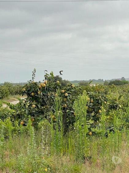 Terrenos a venda - Fotos para Quinta com Vinhas e Moradia em Agualva de Cima Palmela (248)