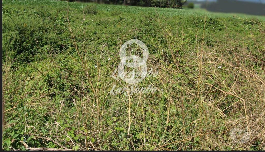 Terrenos Barcelos - Fotos para Barcelos-Terreno para construção de moradias (265-T-01313)