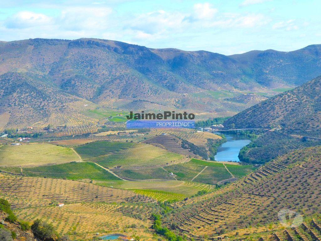 Terrenos Figueira de Castelo Rodrigo - Fotos para OLIVAL 3ha, 330 árvores, em produção. Portugal, Figueira de