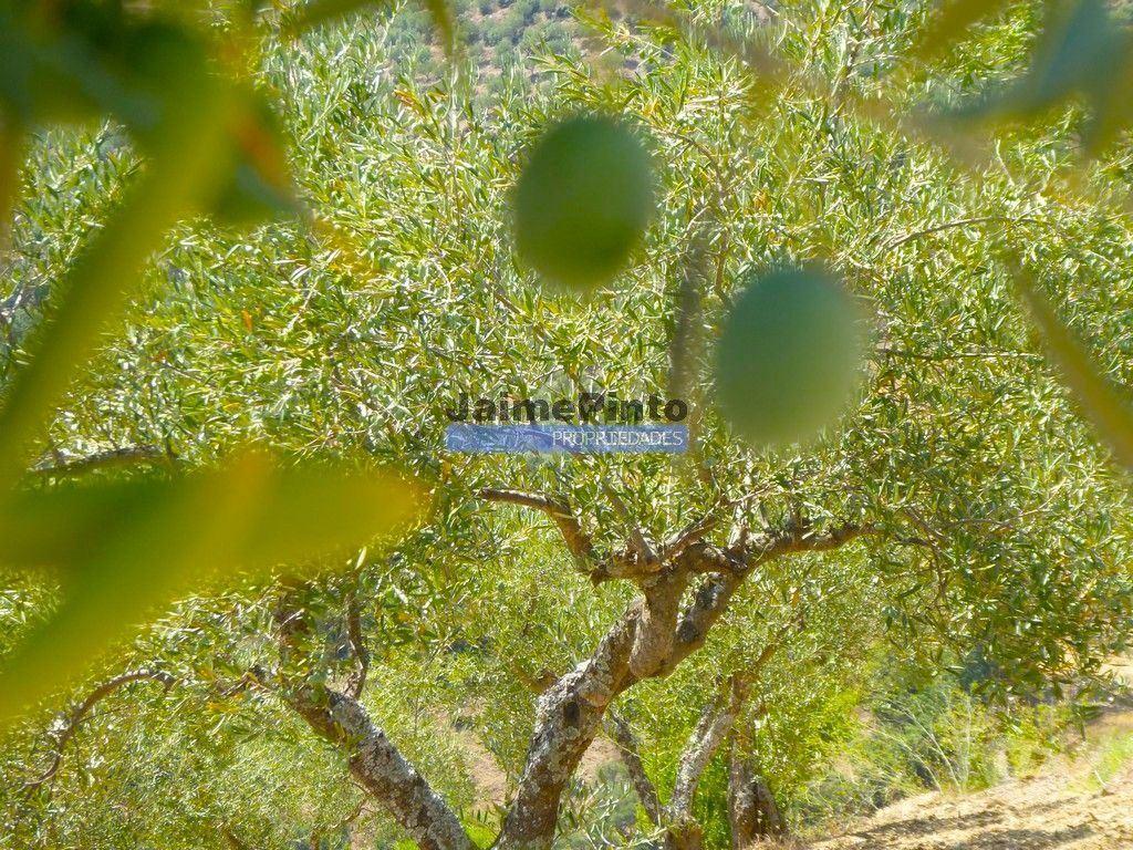 Terrenos Figueira de Castelo Rodrigo - Fotos para OLIVAL 3ha, 330 árvores, em produção. Portugal, Figueira de