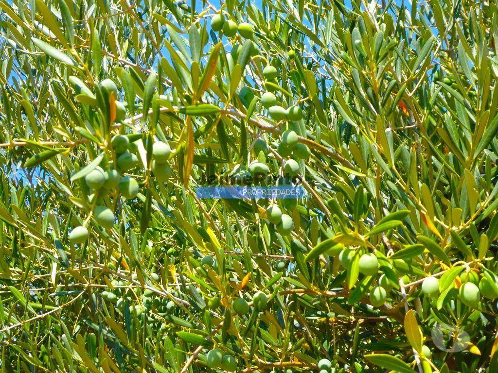 Terrenos Figueira de Castelo Rodrigo - Fotos para OLIVAL 3ha, 330 árvores, em produção. Portugal, Figueira de