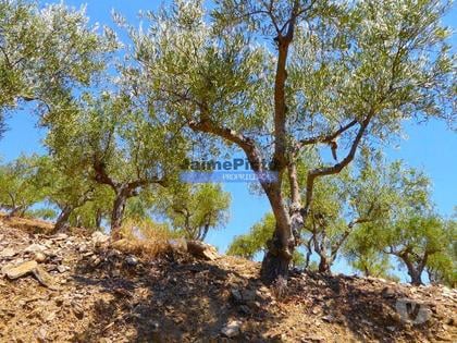 Terrenos a venda - Fotos para OLIVAL 3ha, 330 árvores, em produção. Portugal, Figueira de