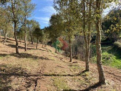 Terrenos e Quintas - Fotos para Terreno rústico, para venda, Marvão - S. Salvador da Aramenha