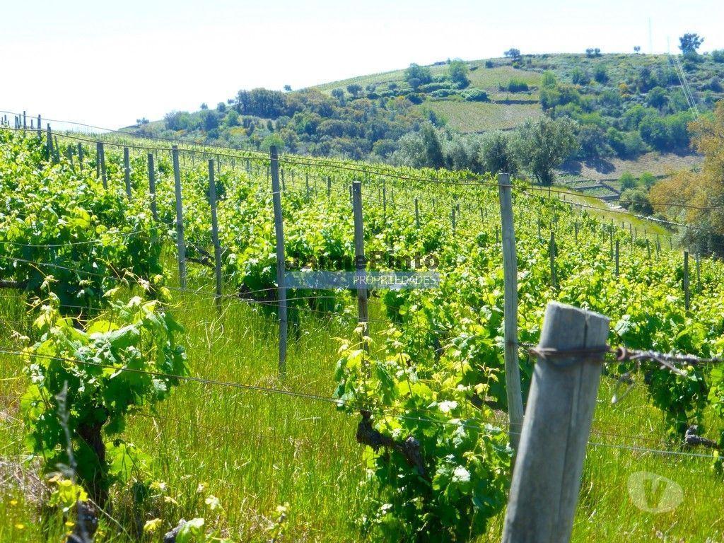 Terrenos Alijó - Fotos para Quinta de Vinho do Porto e Doc. Portugal, Douro, Pinhão. (9414_Q)