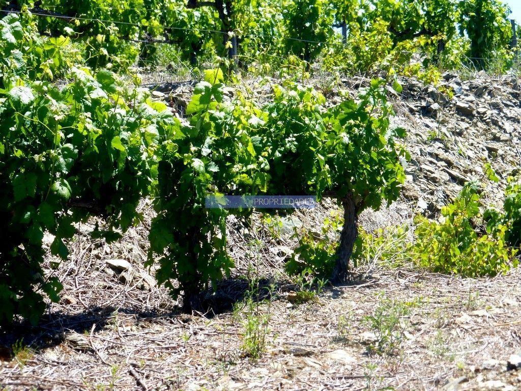Terrenos Alijó - Fotos para Quinta de Vinho do Porto e Doc. Portugal, Douro, Pinhão. (9414_Q)