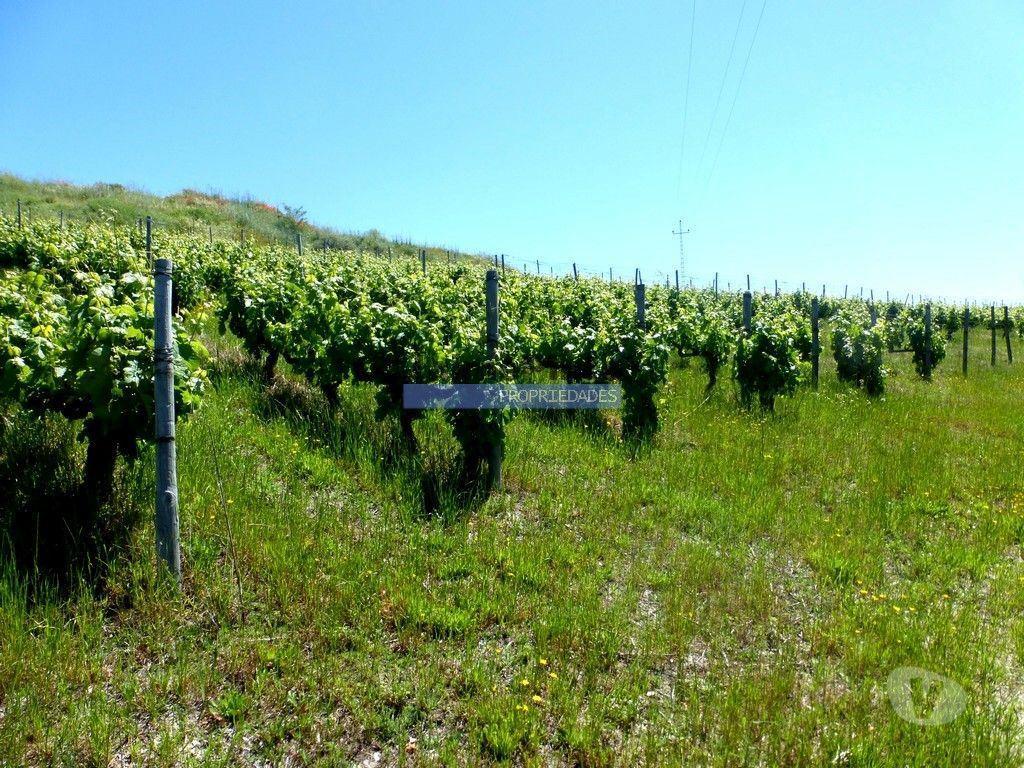 Terrenos Alijó - Fotos para Quinta de Vinho do Porto e Doc. Portugal, Douro, Pinhão. (9414_Q)