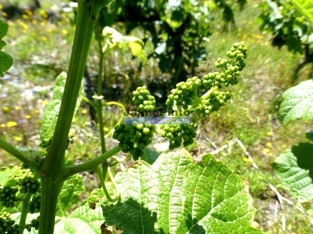 Terrenos Alijó - Fotos para Quinta de Vinho do Porto e Doc. Portugal, Douro, Pinhão. (9414_Q)