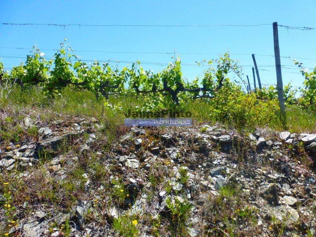 Terrenos Alijó - Fotos para Quinta de Vinho do Porto e Doc. Portugal, Douro, Pinhão. (9414_Q)