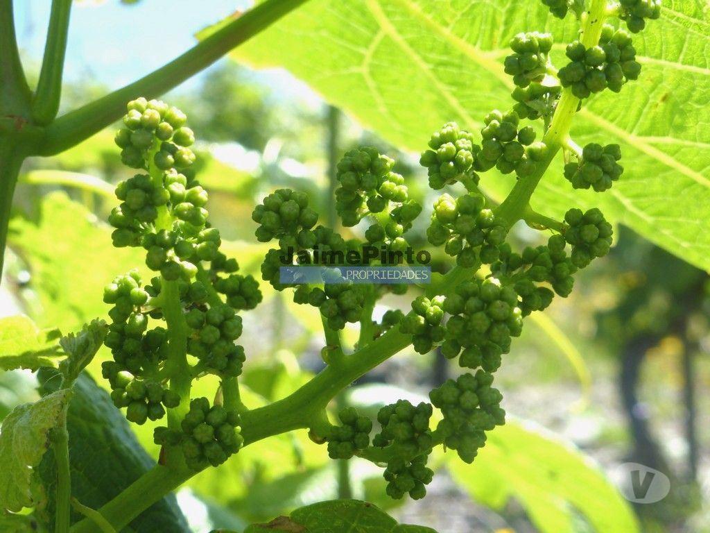 Terrenos Alijó - Fotos para Quinta de Vinho do Porto e Doc. Portugal, Douro, Pinhão. (9414_Q)