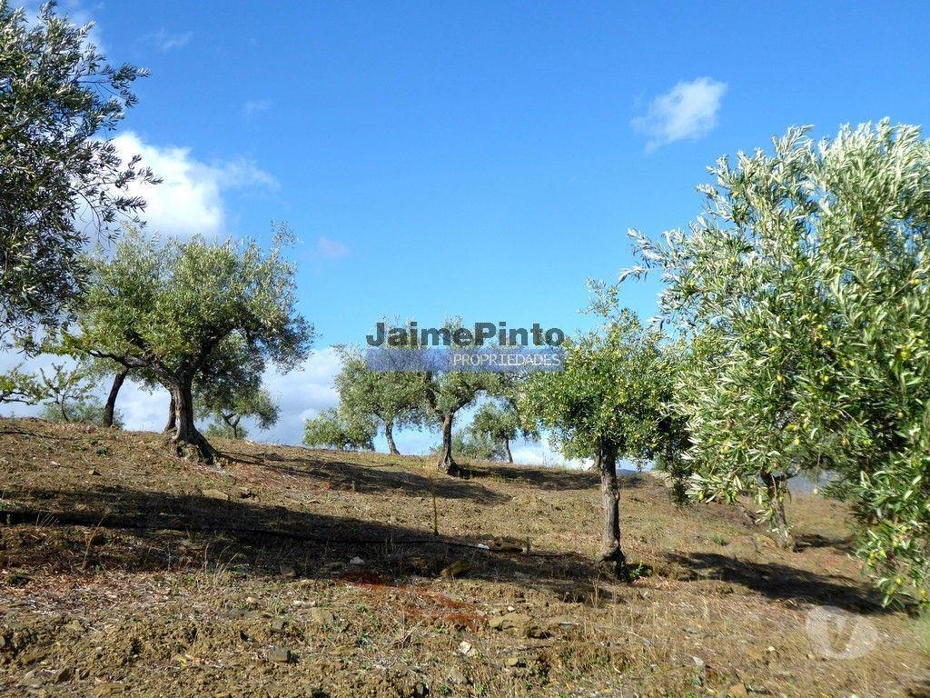 Terrenos Figueira de Castelo Rodrigo - Fotos para 11ha olival amendoal ruína. Barca D'Alva, F.C. Rodrigo. (9410_T)