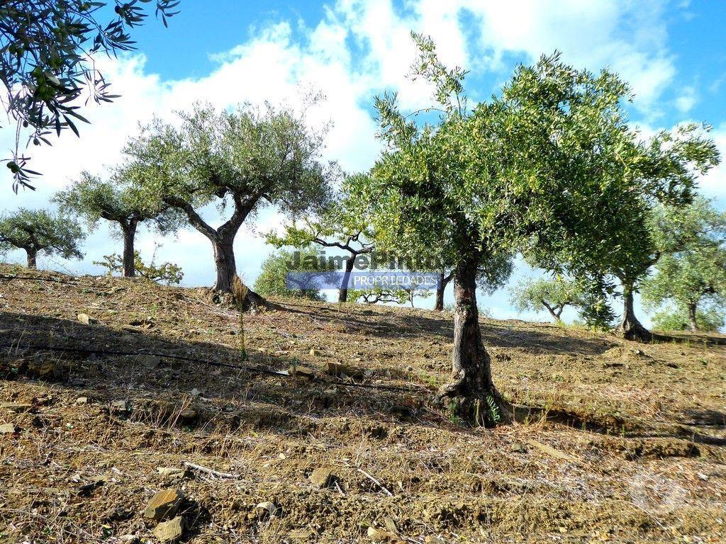 Terrenos Figueira de Castelo Rodrigo - Fotos para 11ha olival amendoal ruína. Barca D'Alva, F.C. Rodrigo. (9410_T)