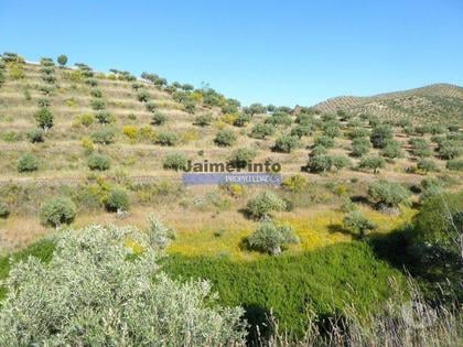 Terrenos a venda - Fotos para 11ha olival amendoal ruína. Barca D'Alva, F.C. Rodrigo. (9410_T)