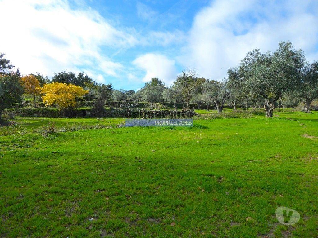 Terrenos Figueira de Castelo Rodrigo - Fotos para 48ha p plantações novas, com olival, sobreiros, ruínas e