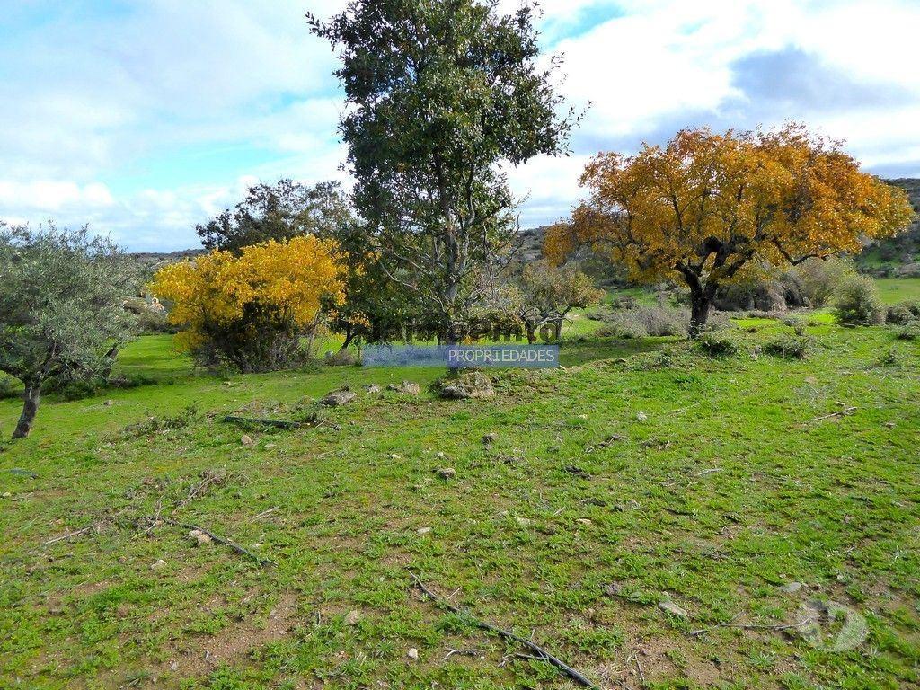Terrenos Figueira de Castelo Rodrigo - Fotos para 48ha p plantações novas, com olival, sobreiros, ruínas e