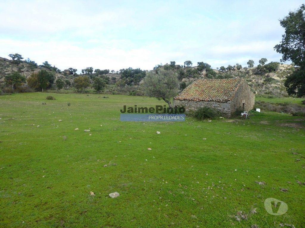 Terrenos Figueira de Castelo Rodrigo - Fotos para 48ha p plantações novas, com olival, sobreiros, ruínas e