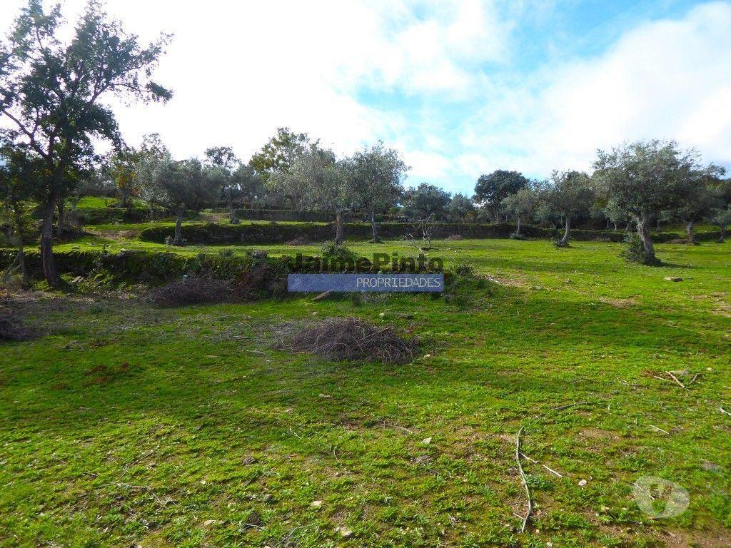Terrenos Figueira de Castelo Rodrigo - Fotos para 48ha p plantações novas, com olival, sobreiros, ruínas e