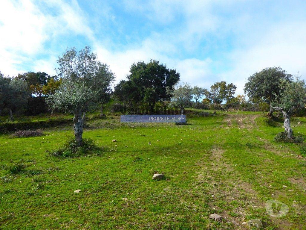 Terrenos Figueira de Castelo Rodrigo - Fotos para 48ha p plantações novas, com olival, sobreiros, ruínas e