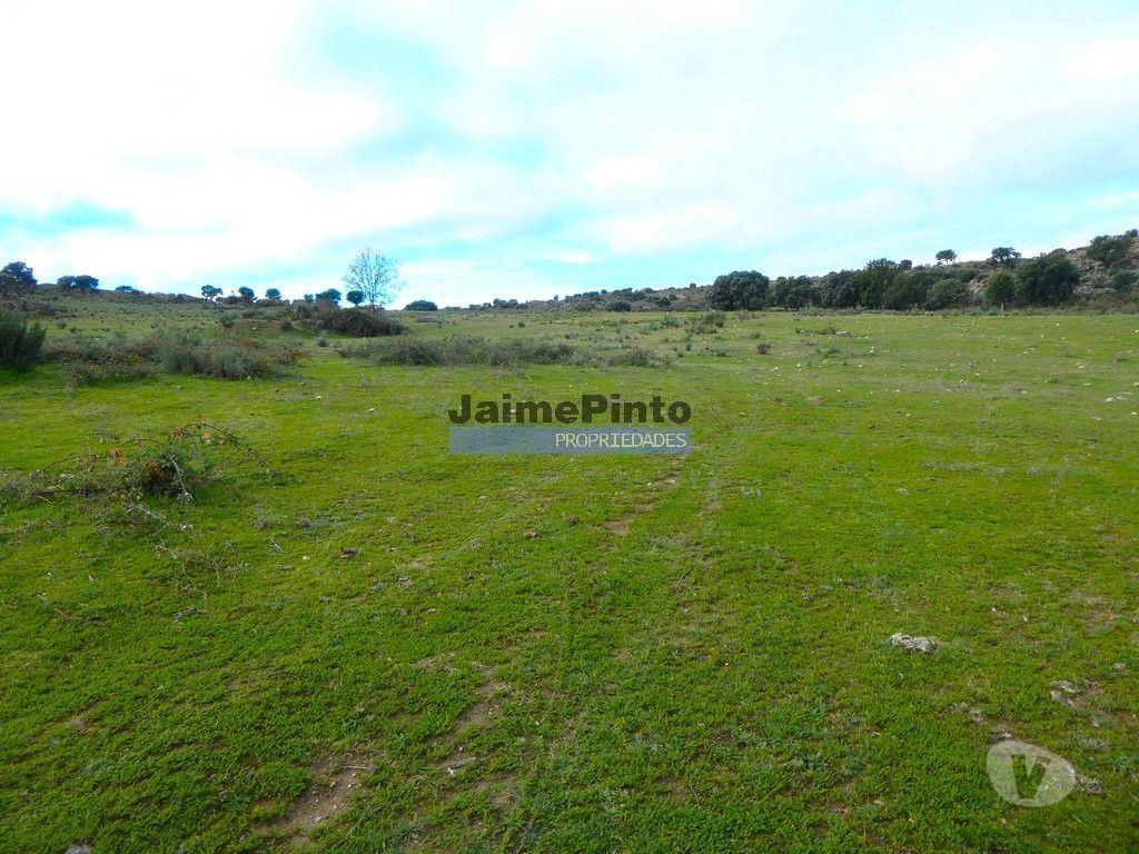 Terrenos Figueira de Castelo Rodrigo - Fotos para 48ha p plantações novas, com olival, sobreiros, ruínas e