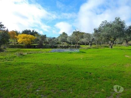 Terrenos e Quintas - Fotos para 48ha p plantações novas, com olival, sobreiros, ruínas e
